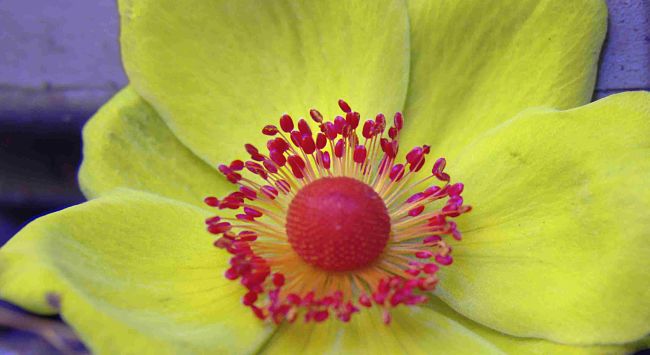 3.5 Visual signalling in animals and plants 1